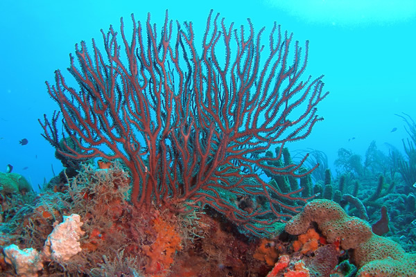 Corales, Seychelles