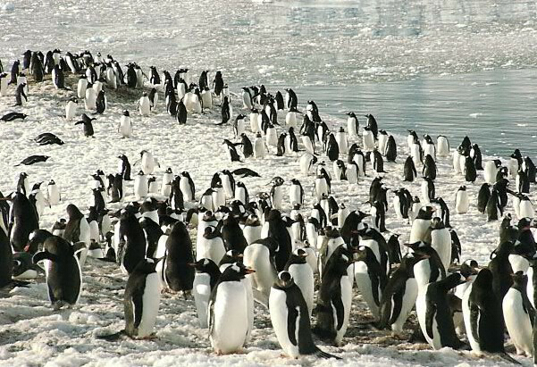 Pinguinos Antartida